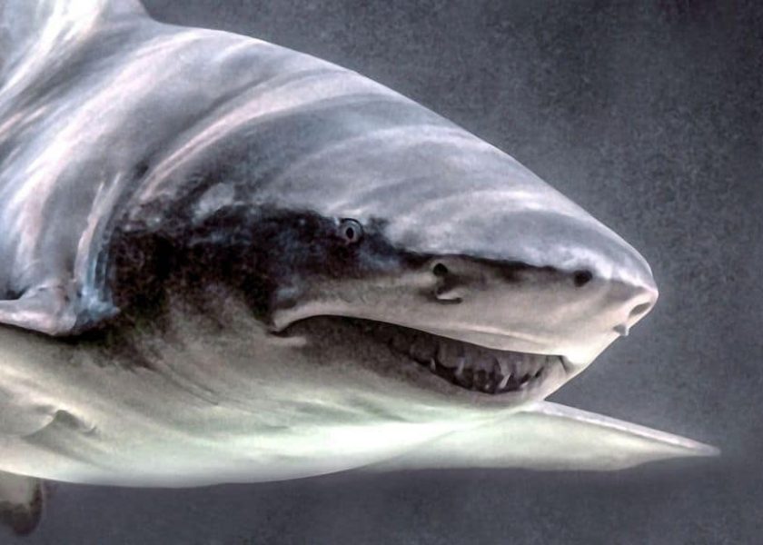 Shark