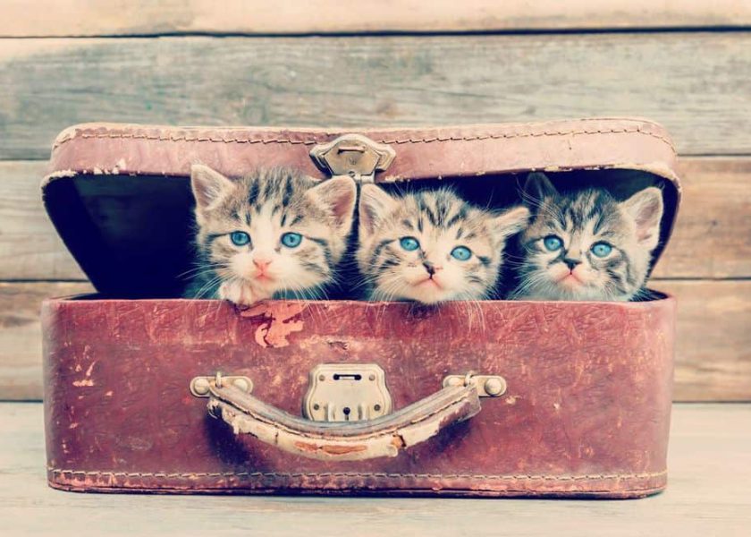 gatti