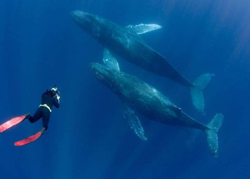 whale