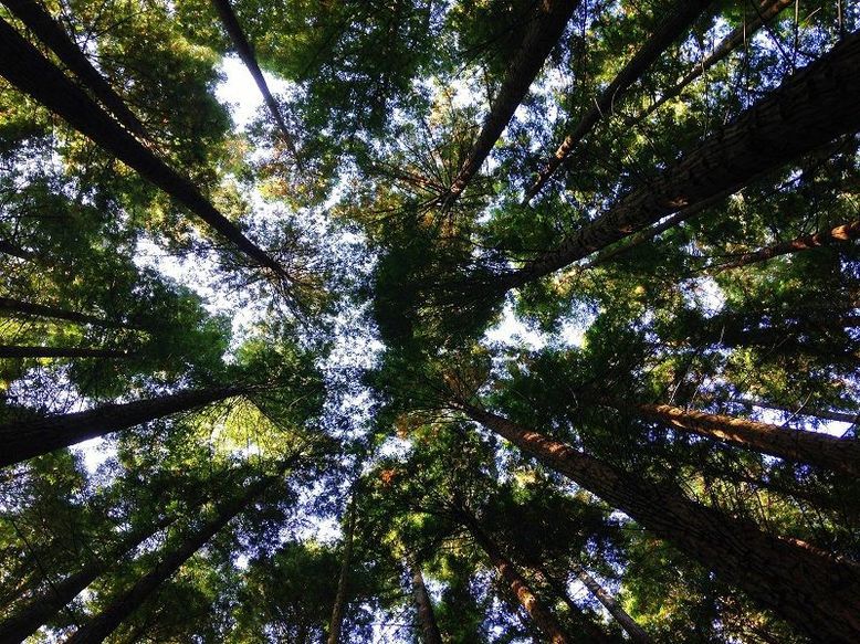 Earth Day 2018 Forest Green