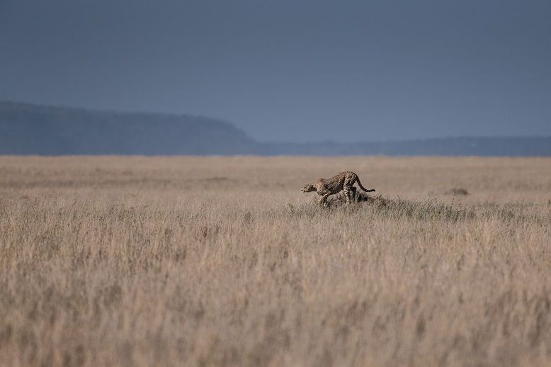 Un giaguaro in posa da caccia nella savana