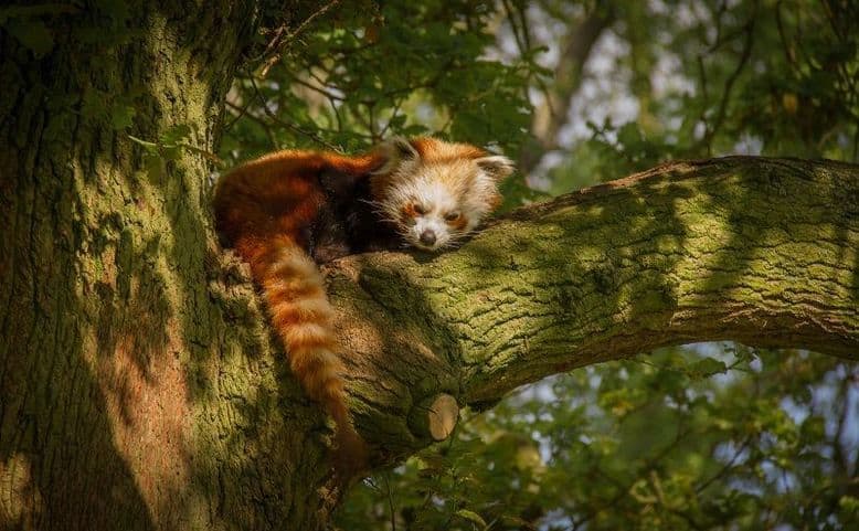 Un panda rosso assonnato dorme su un albero illuminato