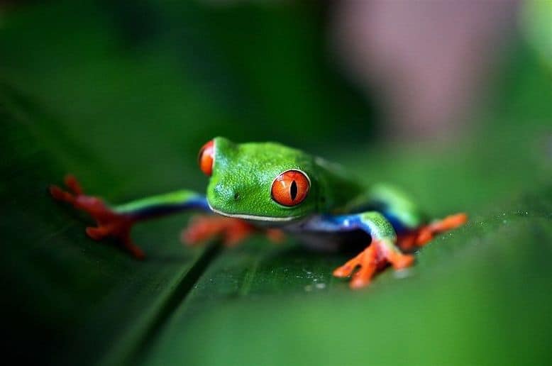 Una raganella verde e rossa su una foglia