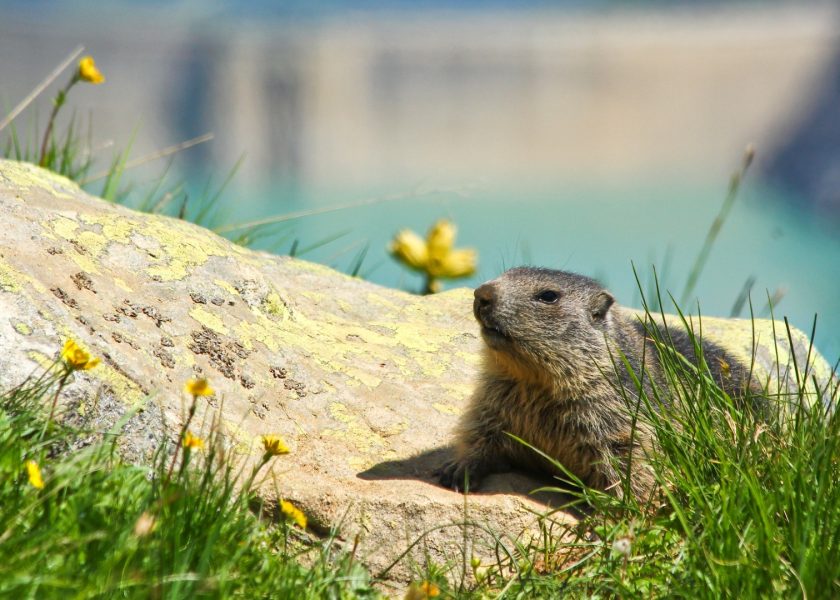 día de la marmota