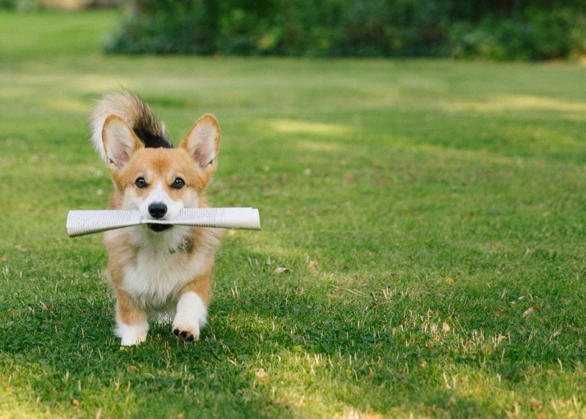 bring e fetch differenza