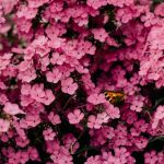Vocabulaire des fleurs en anglais !