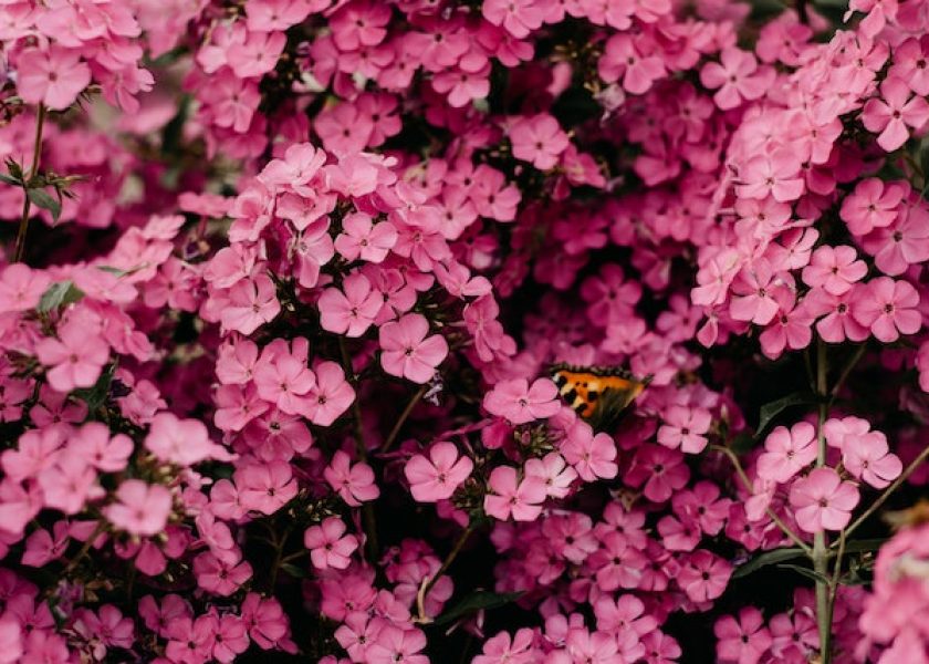myes my english school fleurs