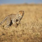 Comparativi e superlativi in inglese: come utilizzarli