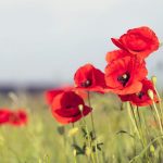 Remembrance Day: perché si celebra questa ricorrenza nel mondo anglosassone