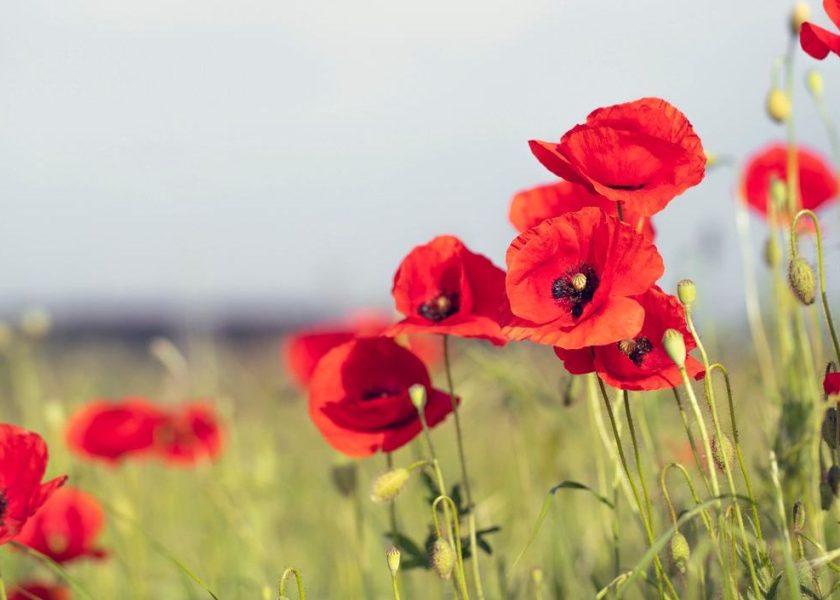remembrance day