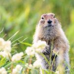 Giorno della Marmotta: una tradizione curiosa