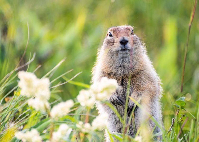 giorno della marmotta