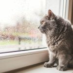 “It’s raining cats and dogs”: significato e curiosità su uno degli idioms più famosi