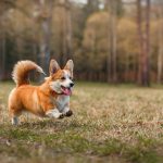 Razas de perros ingleses: características y cuidados